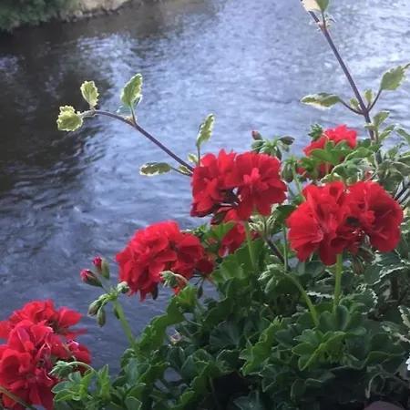 Plesivecka 119 Guest house