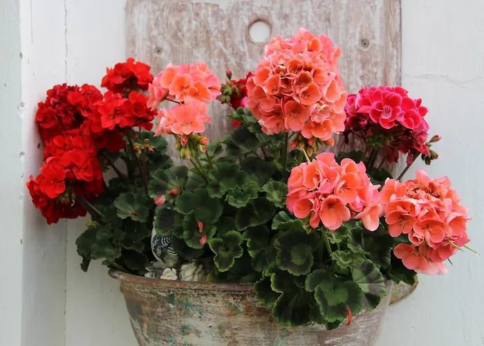 플레쉬베츠카 119 3*