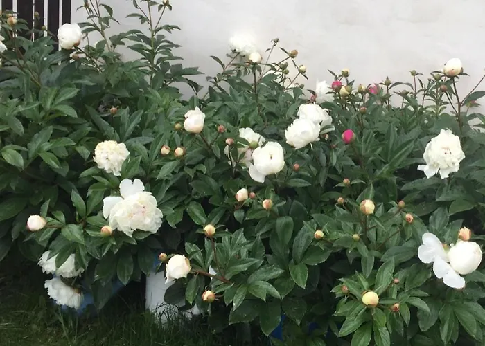 Plešivecká 119 Český Krumlov