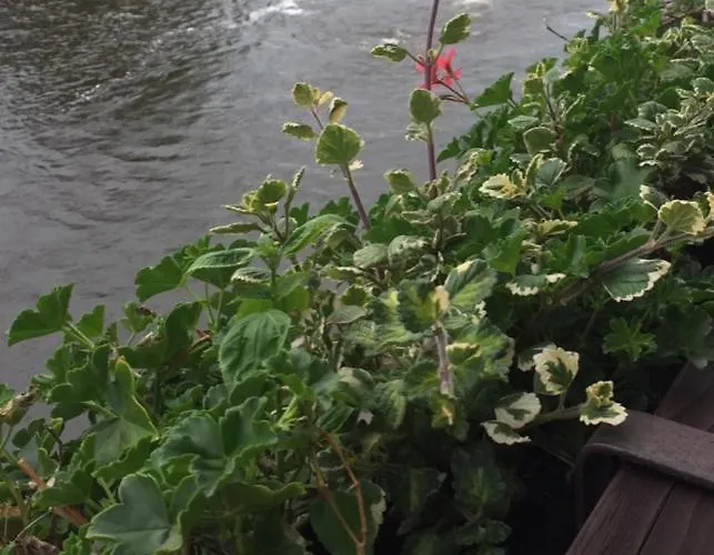 플레쉬베츠카 119